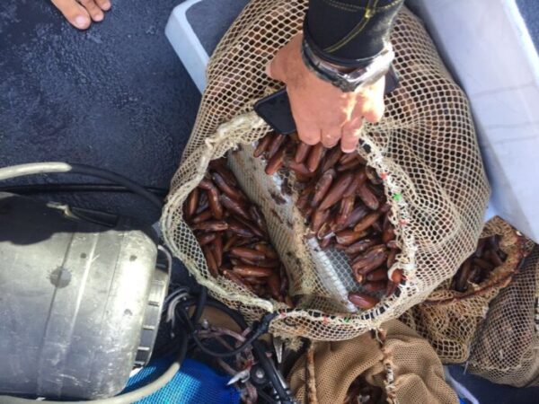 Datteri Capri Faraglioni